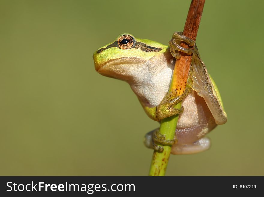 Little tree-frog on stalk