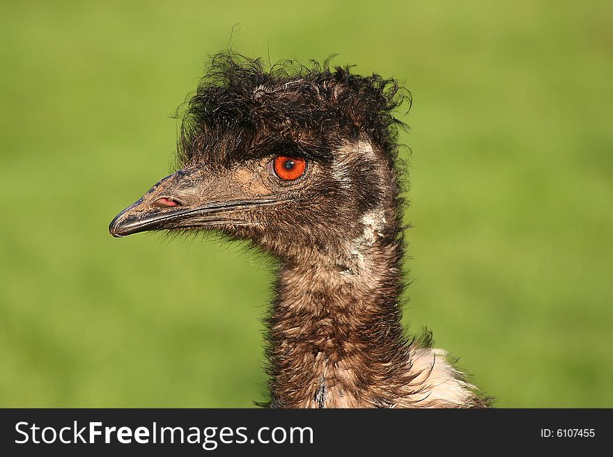 Ostrich close-up head box bird