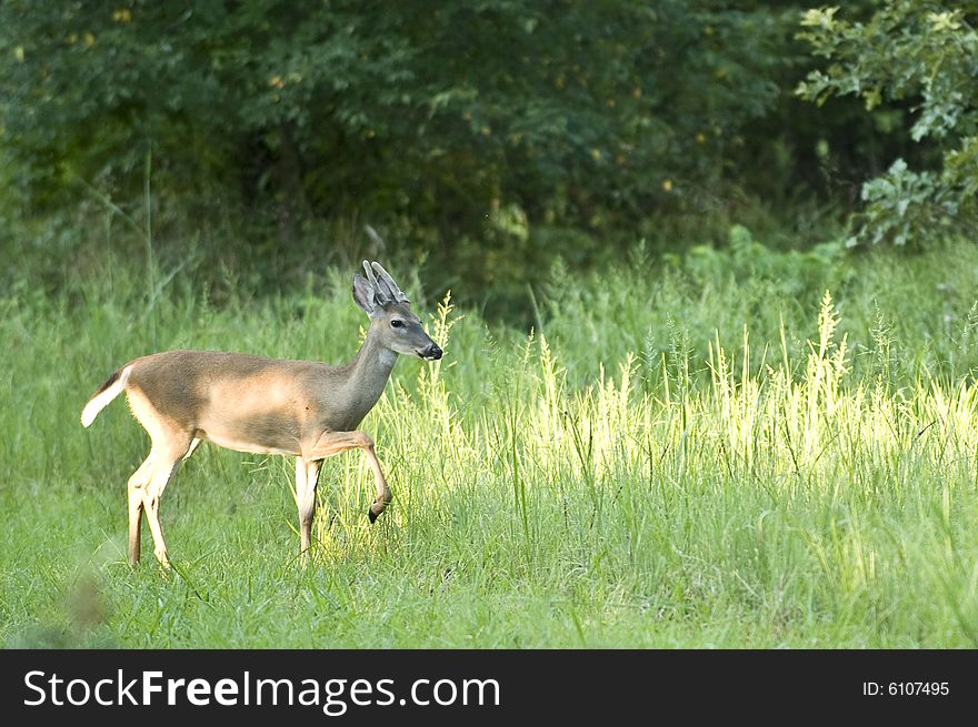 A deer walking through the meadow in the late afternoon Summer sun. A deer walking through the meadow in the late afternoon Summer sun.