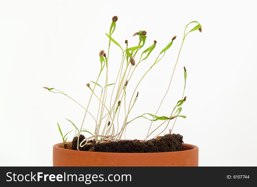 Seedling herbs growing in a very small pot. Seedling herbs growing in a very small pot.