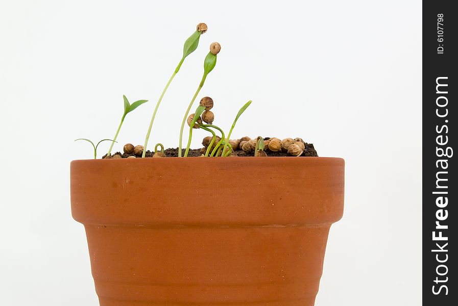 Seedling herbs growing in a very small pot. Seedling herbs growing in a very small pot.