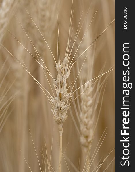 Single head of wheat against the field background