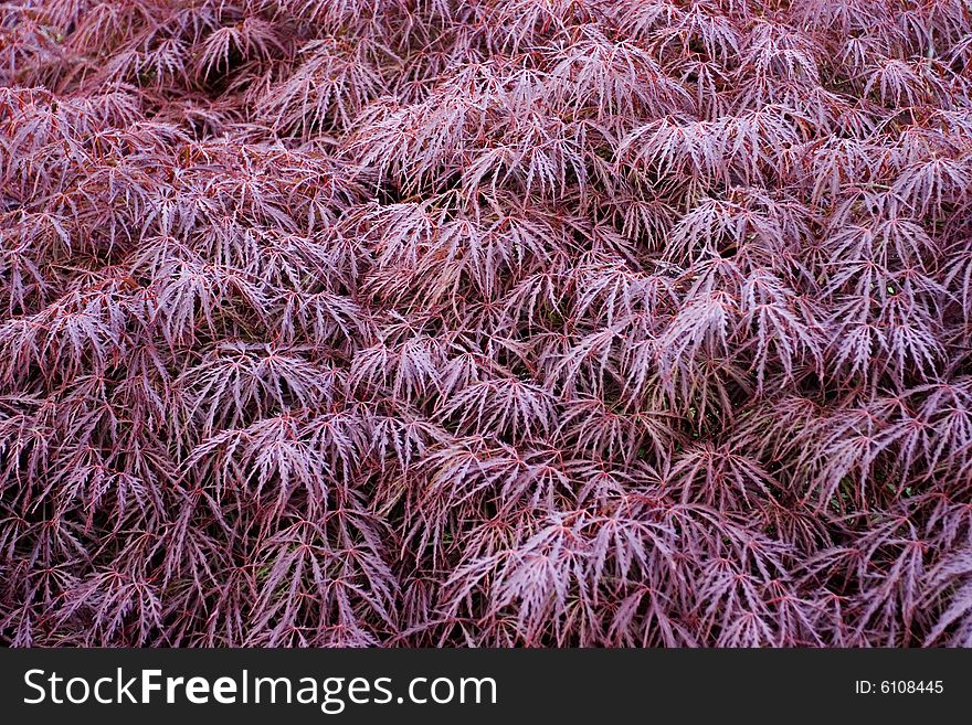Background texture of red momiji (japanese maple) leaves