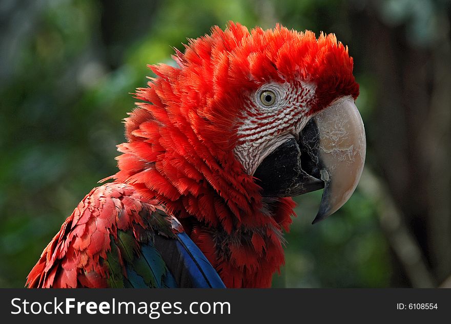 a red macaw parrot profile in the wild. a red macaw parrot profile in the wild
