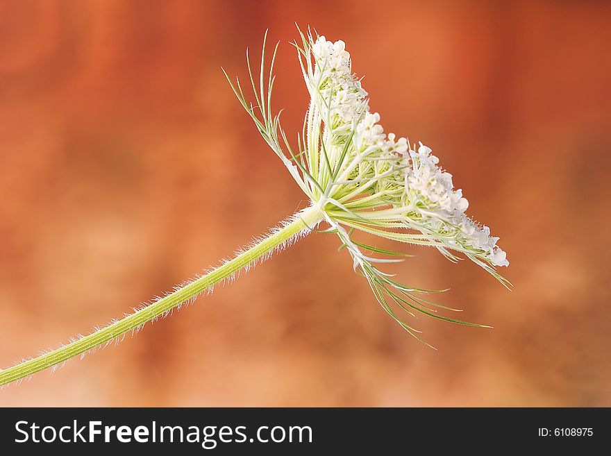 Queen Anne's Lace Flower