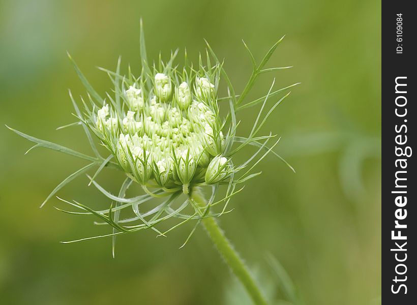 Queen Anne s Lace