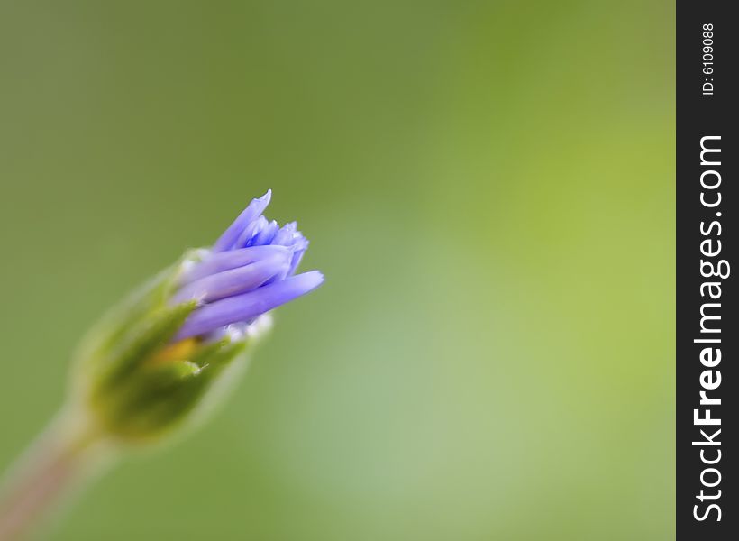 Purple bud flower isolated on green background