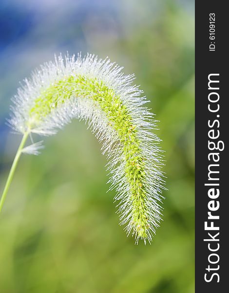 Dew covered weed isolated from background