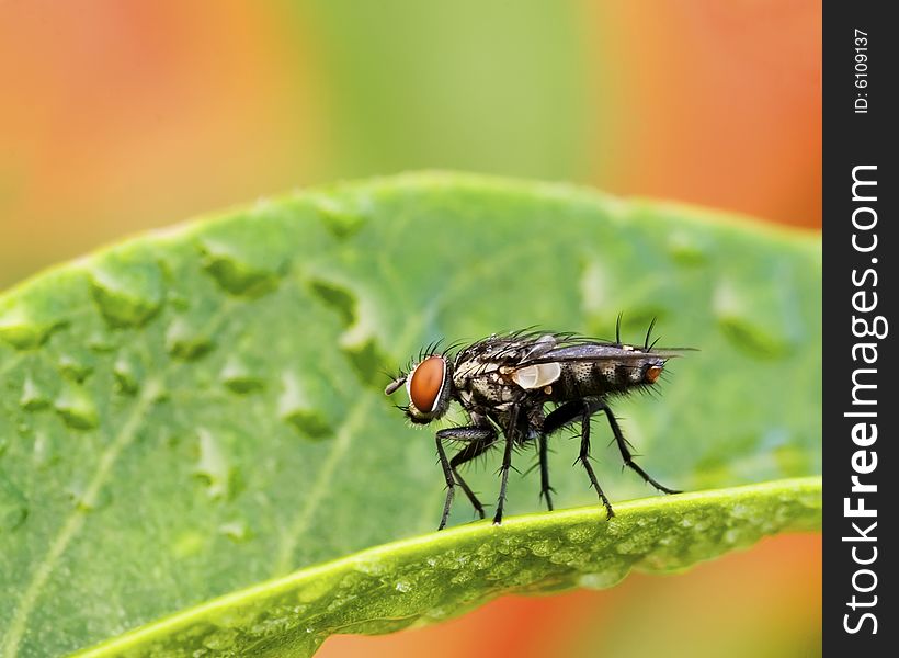 Fly standing on wet leaf