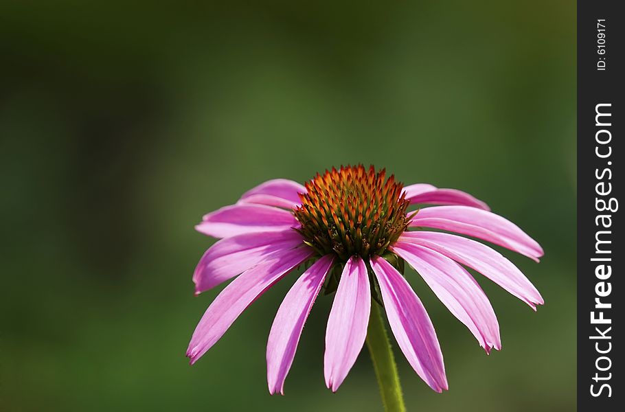 Pink echinacea flower isolated on green background