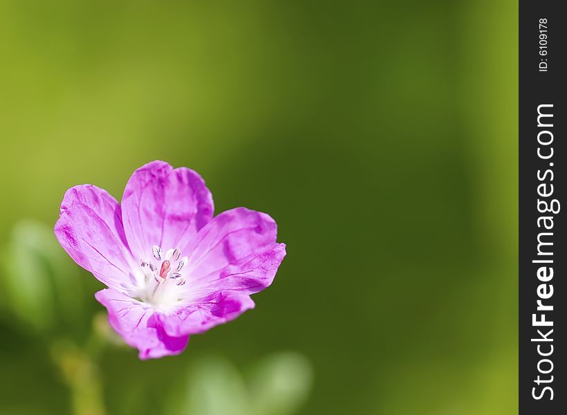 Pink flower isolated on green background