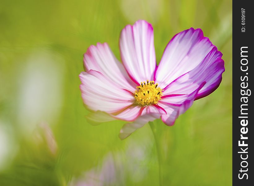 Beautiful cosmo flower in grass