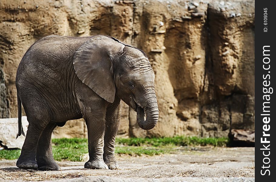 Baby Elephant Eating in front of wall