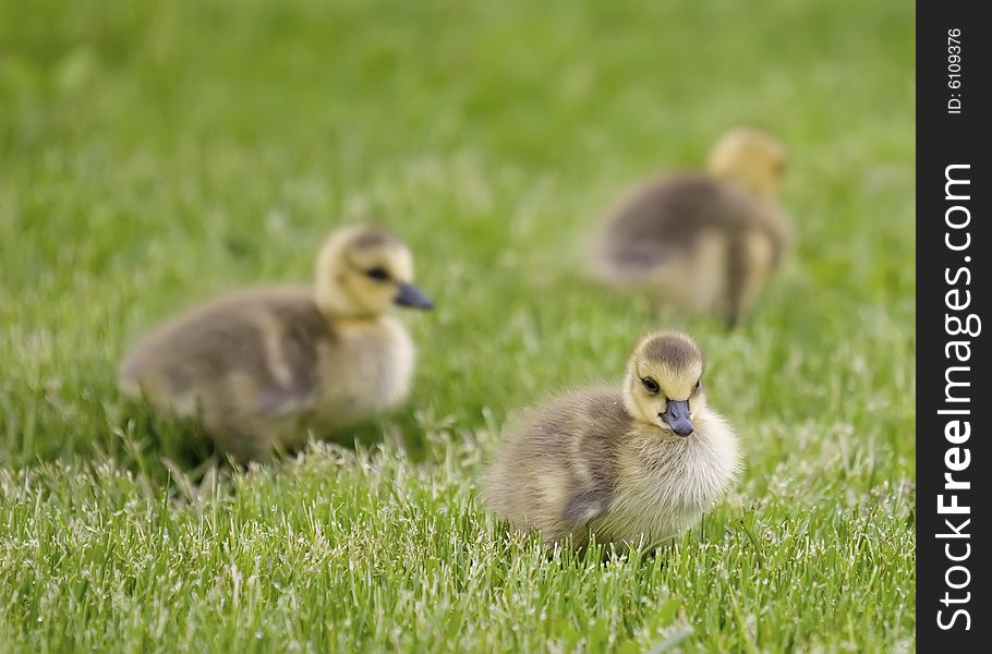 3 curious geese strolling through the grass. 3 curious geese strolling through the grass