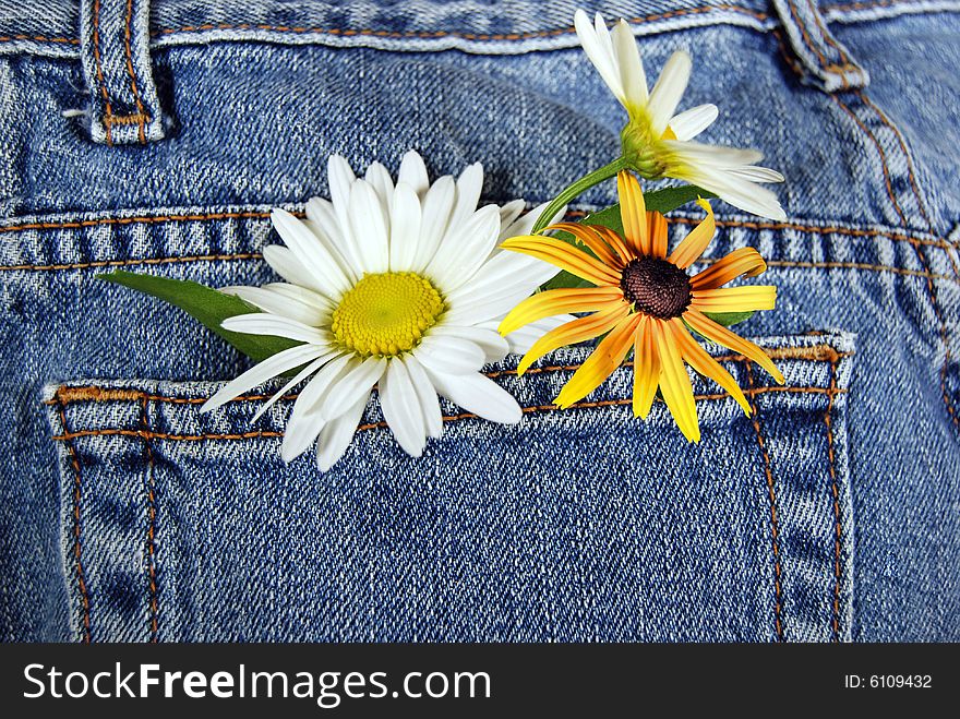 Fun summer daisies in blue jean pocket. Fun summer daisies in blue jean pocket.