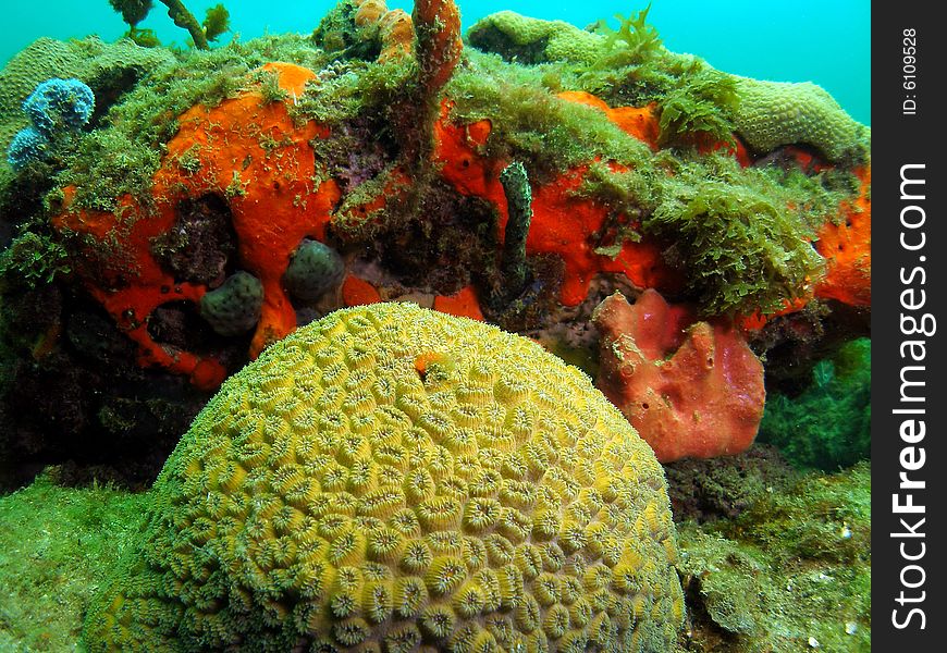 This elliptical star coral is found in a variety of colors and is charecterized by elliptical corallites. The sizes vary from tiny to huge. This image was taken at 12th Street  reef in Pompano Beach, Florida