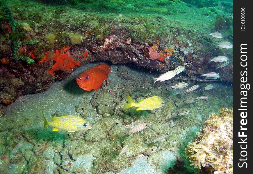 This bigeye fish is uniformed reddish color and is common in Florida and thru out the eastern Caribbean. It was just relaxing while some grunts seem to be just swimming by. This bigeye fish is uniformed reddish color and is common in Florida and thru out the eastern Caribbean. It was just relaxing while some grunts seem to be just swimming by.