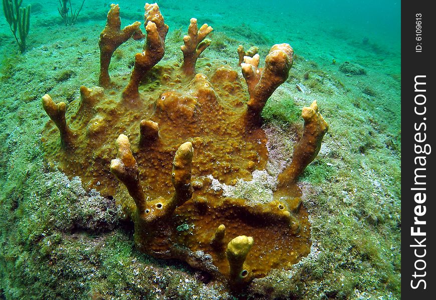 Brown variable sponge grows in very irregular shapes, with irregular structures. This type of sponge is brown or tan and is common in Florida. This sponge was taken off the beach in South Florida.