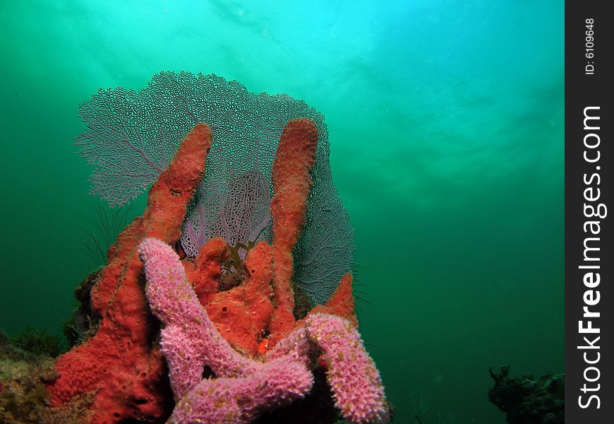 This common sea fan, red sponge and purple coral make a perfect center piece for this picture. The image was taken at 18 feet. This was a beach dive off of 12th street in Pompano Beach, Florida. This common sea fan, red sponge and purple coral make a perfect center piece for this picture. The image was taken at 18 feet. This was a beach dive off of 12th street in Pompano Beach, Florida.