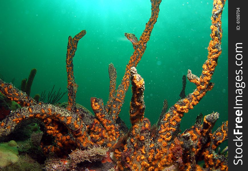 Green finger sponge is very common in the Bahamas, Caribbean and south Florida. This sponge has some beautiful gold color to it and it seems to be reaching for the surface in front of the light bluegreen background. This was taken in Pompano Beach, Florida. Green finger sponge is very common in the Bahamas, Caribbean and south Florida. This sponge has some beautiful gold color to it and it seems to be reaching for the surface in front of the light bluegreen background. This was taken in Pompano Beach, Florida.