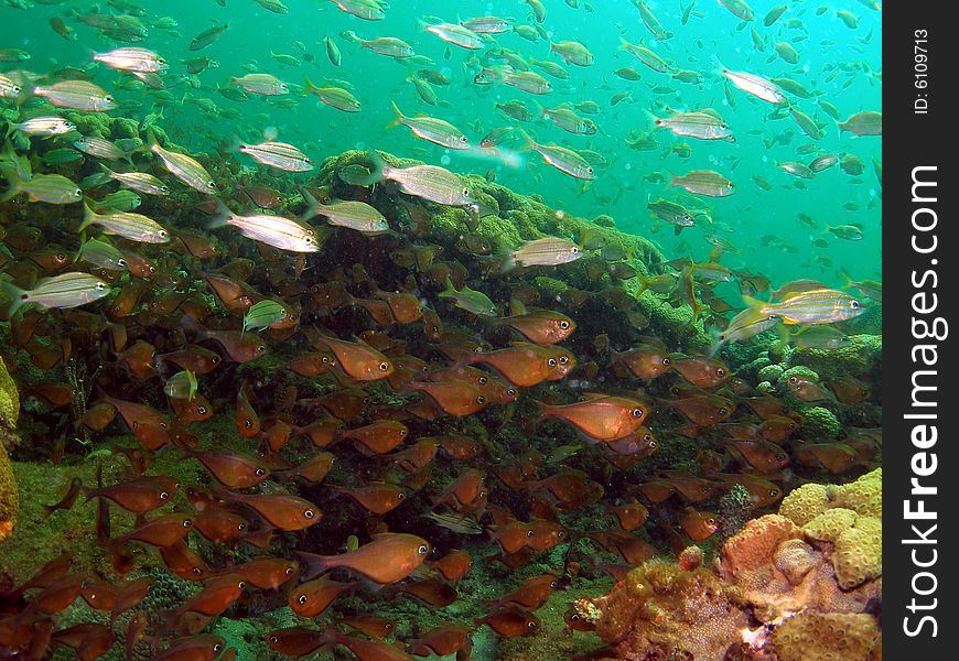 Glassy sweeps like to swim in large group and will allow you to get close to the if you swim very slow. They are common in South Florida. They have large eyes and deep belly profile with a very thin body that is copper in color. Glassy sweeps like to swim in large group and will allow you to get close to the if you swim very slow. They are common in South Florida. They have large eyes and deep belly profile with a very thin body that is copper in color.