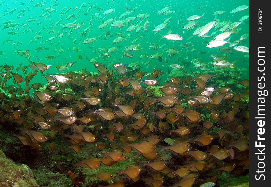 These glassy sweeps are very common to South Florida. They like to swim in large groups and allowed me to get really close to them to take this shot.