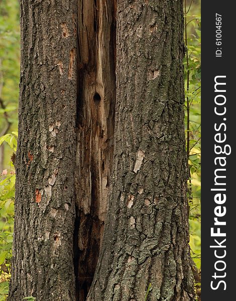 Structure of a bark of trees of an aspen with splitting a trunk. Structure of a bark of trees of an aspen with splitting a trunk