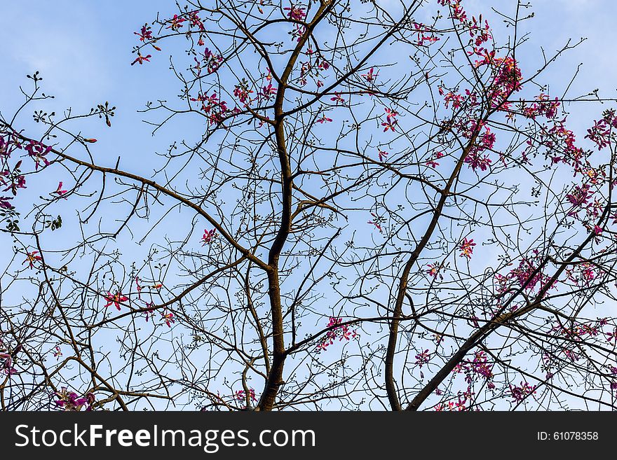 Tree Over Blue Sky