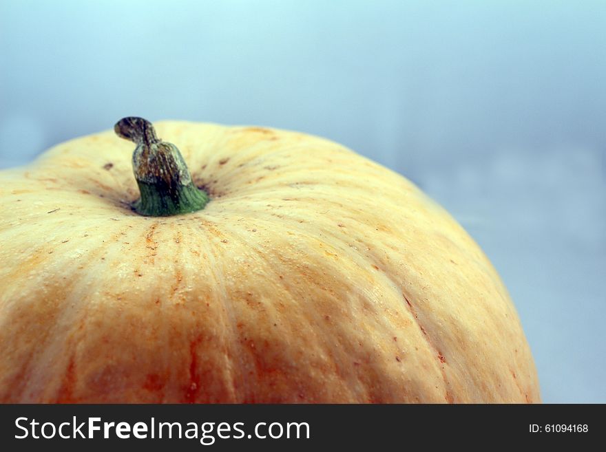 Pumpkin isolated on the light background