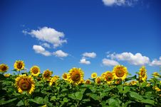 Sunflower Field Stock Photography Sunflower Field Stock Photography