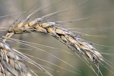 Wheat Stock Image Wheat Stock Image