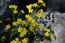 Yellow Flowers On Stone Royalty Free Stock Image