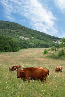 Cows On A Pasture Stock Photos