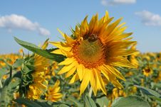 Sunflower On The Field Stock Photography Sunflower On The Field Stock Photography