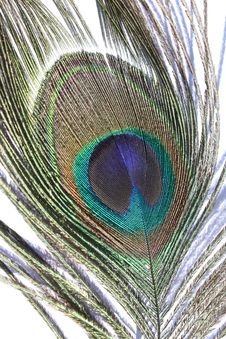 Peacock Feather Royalty Free Stock Photography