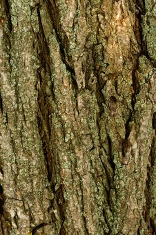 Free Bark Stock Images - 6117194