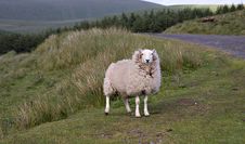 Sheep Queen Stock Images Sheep Queen Stock Images