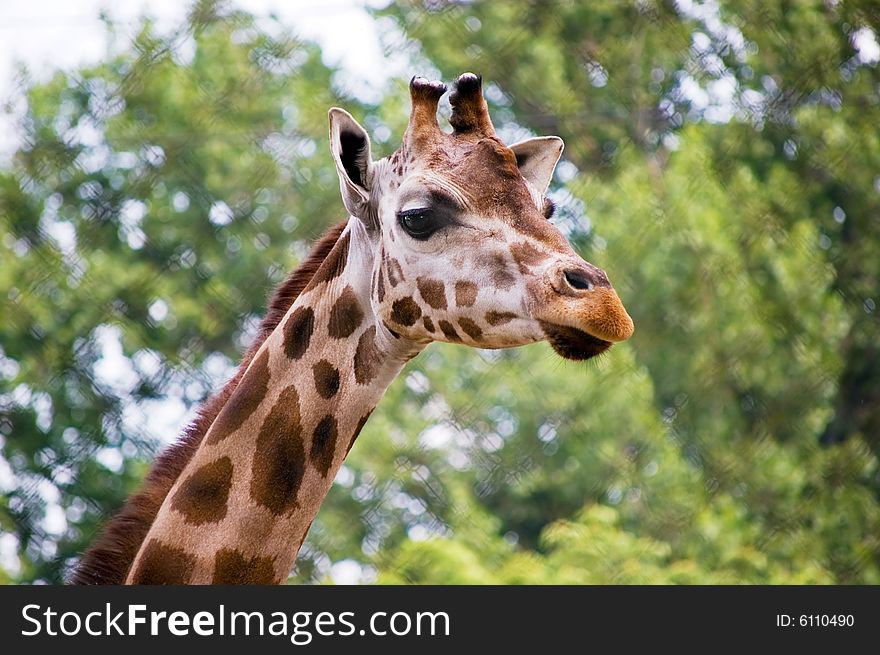 Head of a giraffe against green trees. Head of a giraffe against green trees
