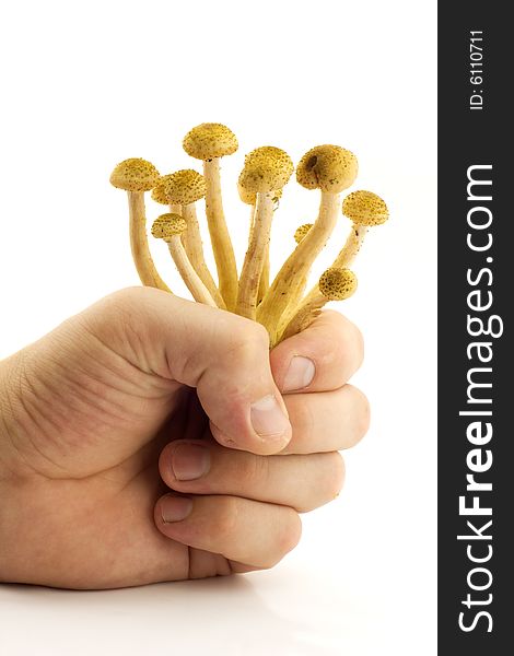 Hand holding several mushrooms over white background. Hand holding several mushrooms over white background