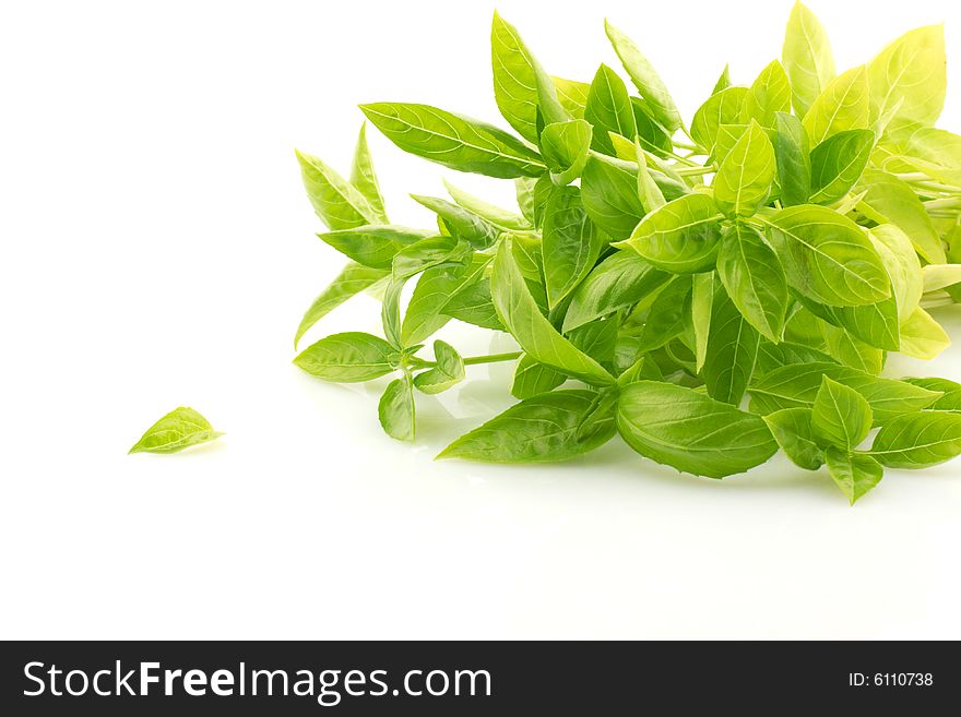 Many basil sprouts over white background. Many basil sprouts over white background