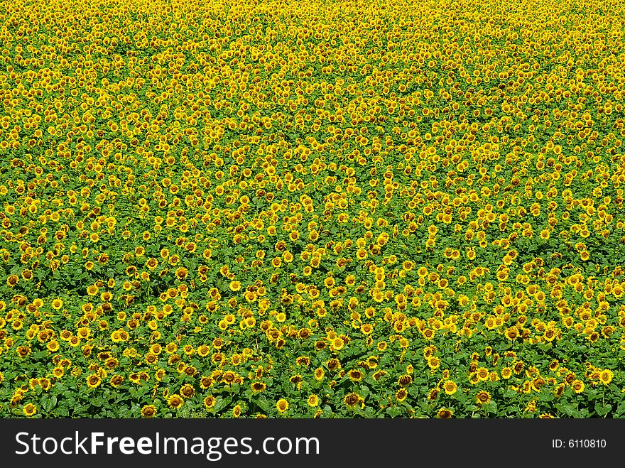 Closeup of a bright yellow sunflower