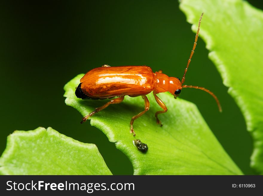 Little Orange Beetle