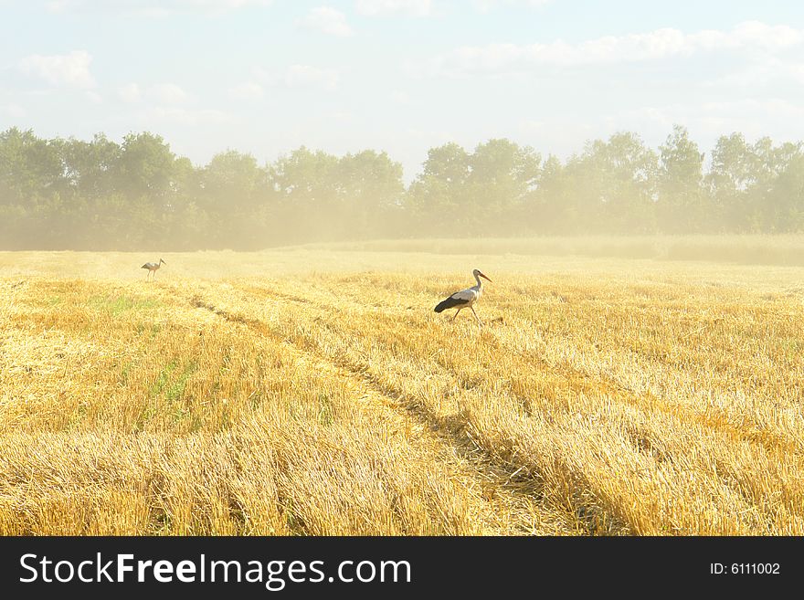 Stork on a background of wheat
