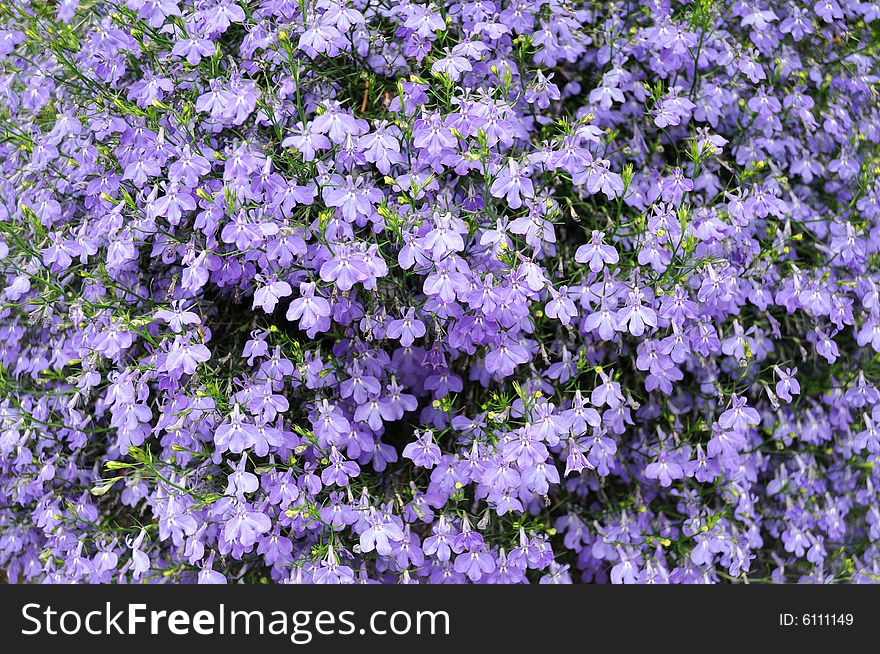 A small violet flowers background