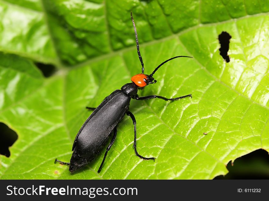 Macro/close-up shot of a black orange coleoptera beetle.