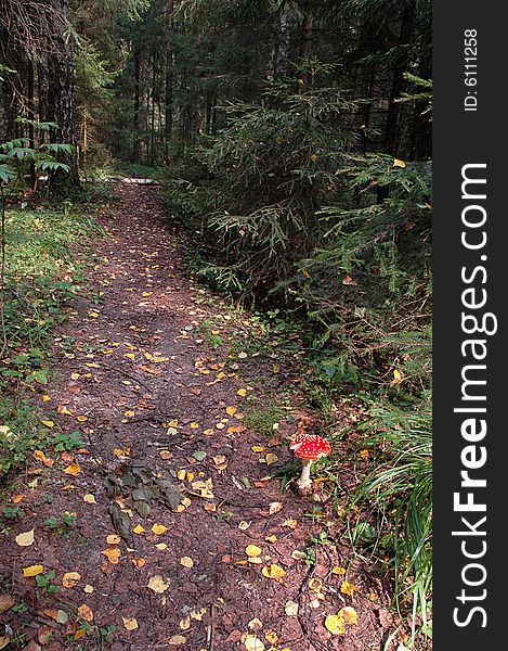 A path through the woods with fallen yellow leaves and a toadstool. A path through the woods with fallen yellow leaves and a toadstool.