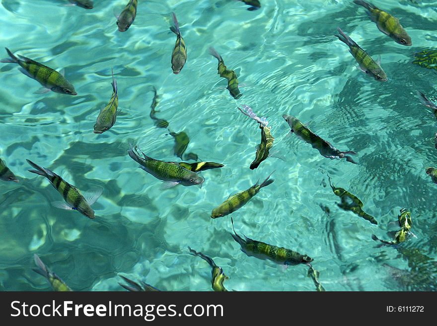 A frame with many fish in green water