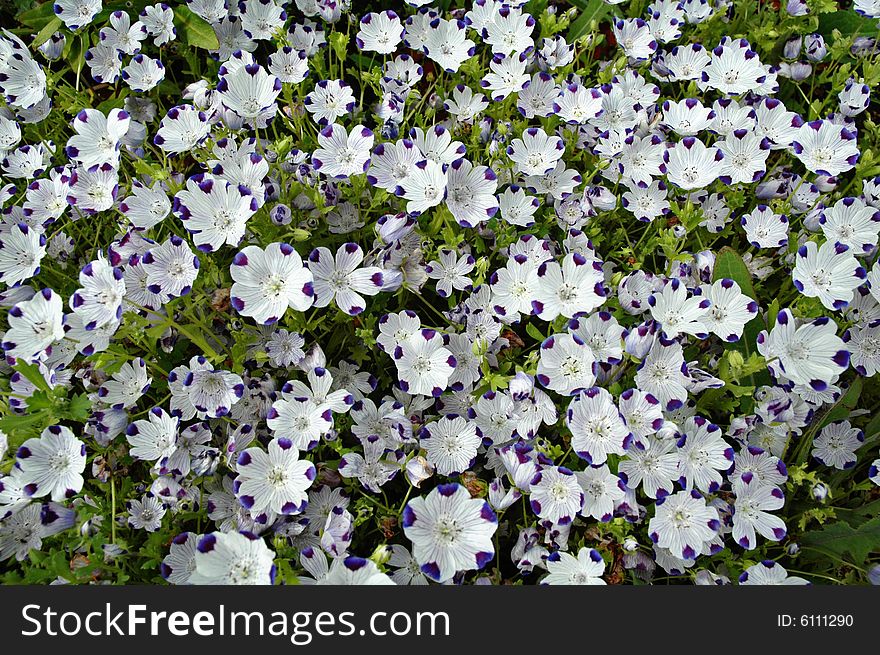 Nemophila flowers in bloom