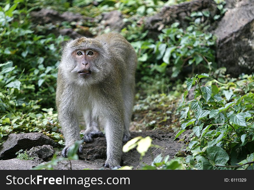 A monkey in a jungle at north Thailand