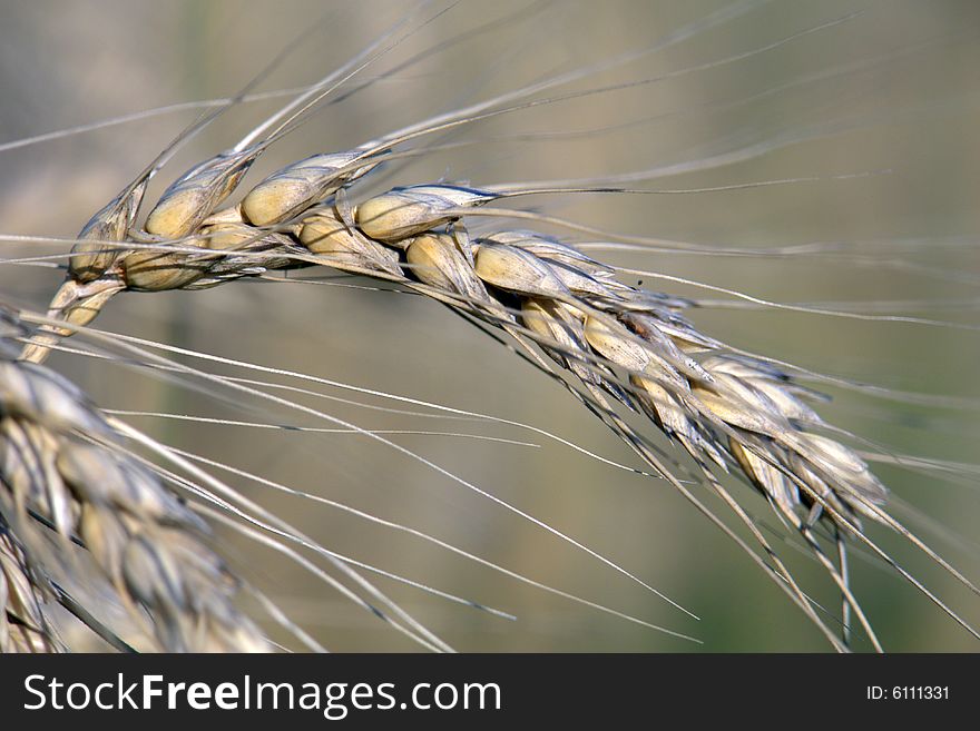 Wheat on a background of wheat